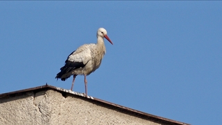 LED_Januárový bocian.jpeg