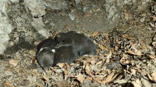 mláďatá medvieďatá medveď 