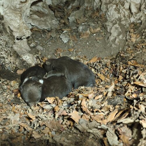 mláďatá medvieďatá medveď 