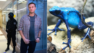 navalnyj sipova zaba