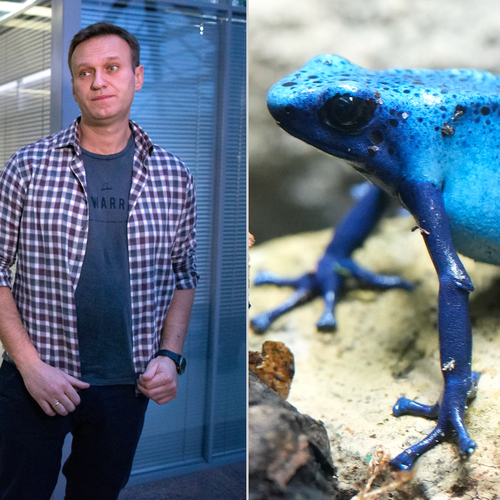 navalnyj sipova zaba