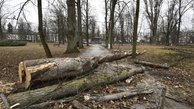 stromy výrub Banská Bystrica