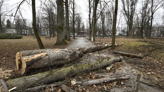 stromy výrub Banská Bystrica