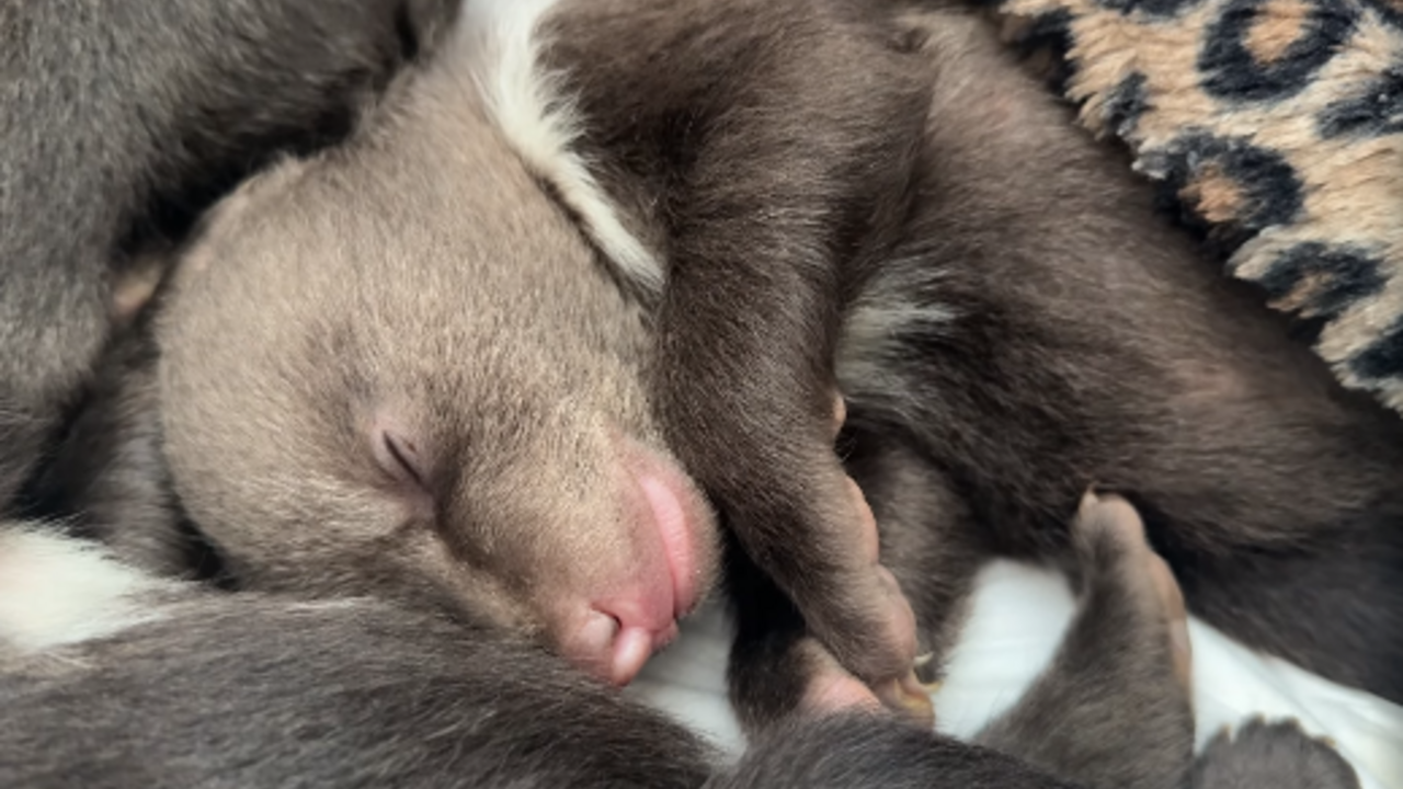 medveď medvieďatá