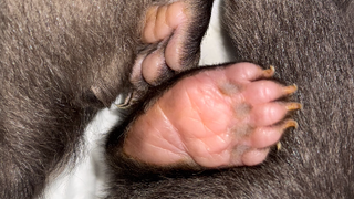 Prišli o mamu, teraz o bračeka. Napriek všetkej snahe sa bojnickej zoo nepodarilo medvieďa zachrániť