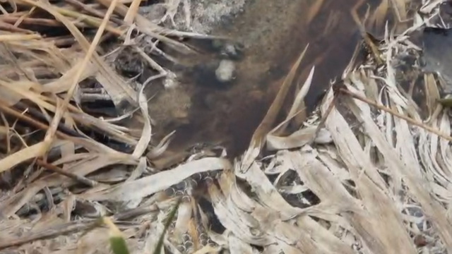 bukoza odkalisko.png