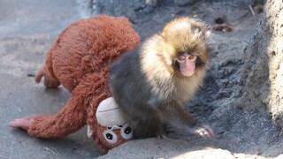 Plyšový orangutan zmenil jeho život. Rozkošný makak Punch láme rekordy sledovanosti a konečne nie je sám