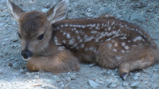 Počas kosenia trávy uhynú každú jar tisíce srnčiat či zajacov. Pri záchrane mláďat pomáhajú dobrovoľníci aj drony