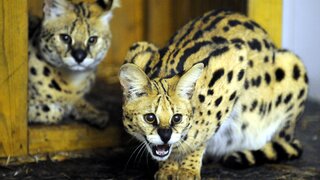 serval