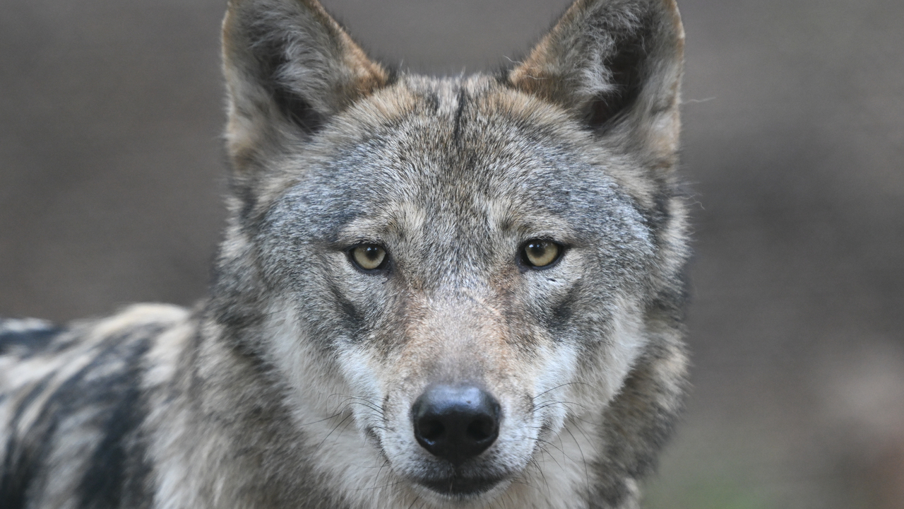 Výsmech poctivým poľovníkom. Za nelegálny odstrel vlka nedostal muž žiadnu pokutu, zaplatil len 20 eur za trovy