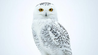 sova Bubo Scandiacus Hedviga