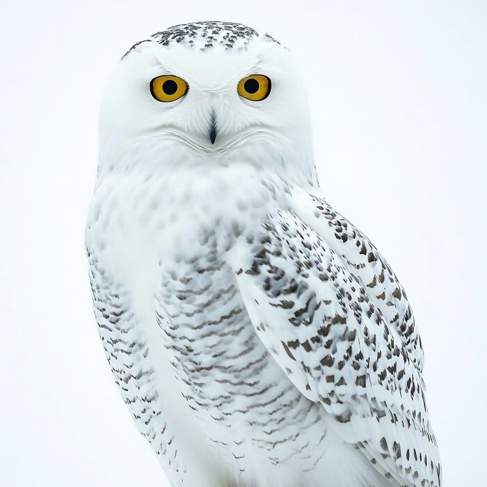 sova Bubo Scandiacus Hedviga