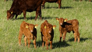 Škôlke chýbali deti, prišlo päť kráv. Dedina pritvrdila v boji proti rušeniu tried netradičným krokom