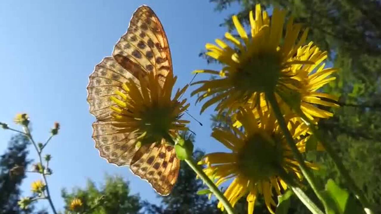 Raketový štart peľovej sezóny, lekárne berieme útokom. Ako rozoznať alergickú nádchu od obyčajnej?