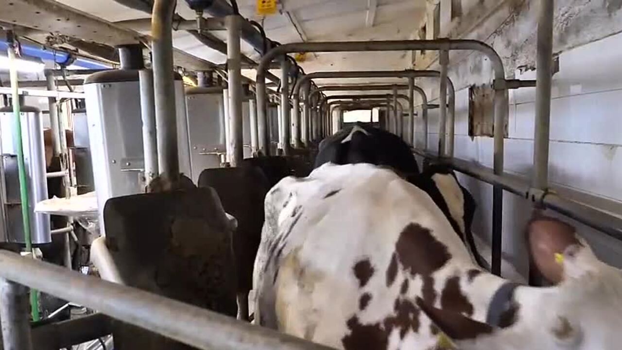 Kríza aj príležitosť. Slintačka zdražila hovädzinu, no podporila domáce bravčové