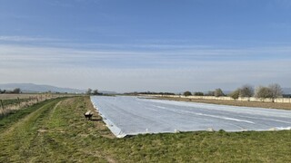 Mrazy útočia na slovenskú úrodu. Ovocinári každú noc zakrývajú polia, mráz môže zničiť až tretinu jahôd