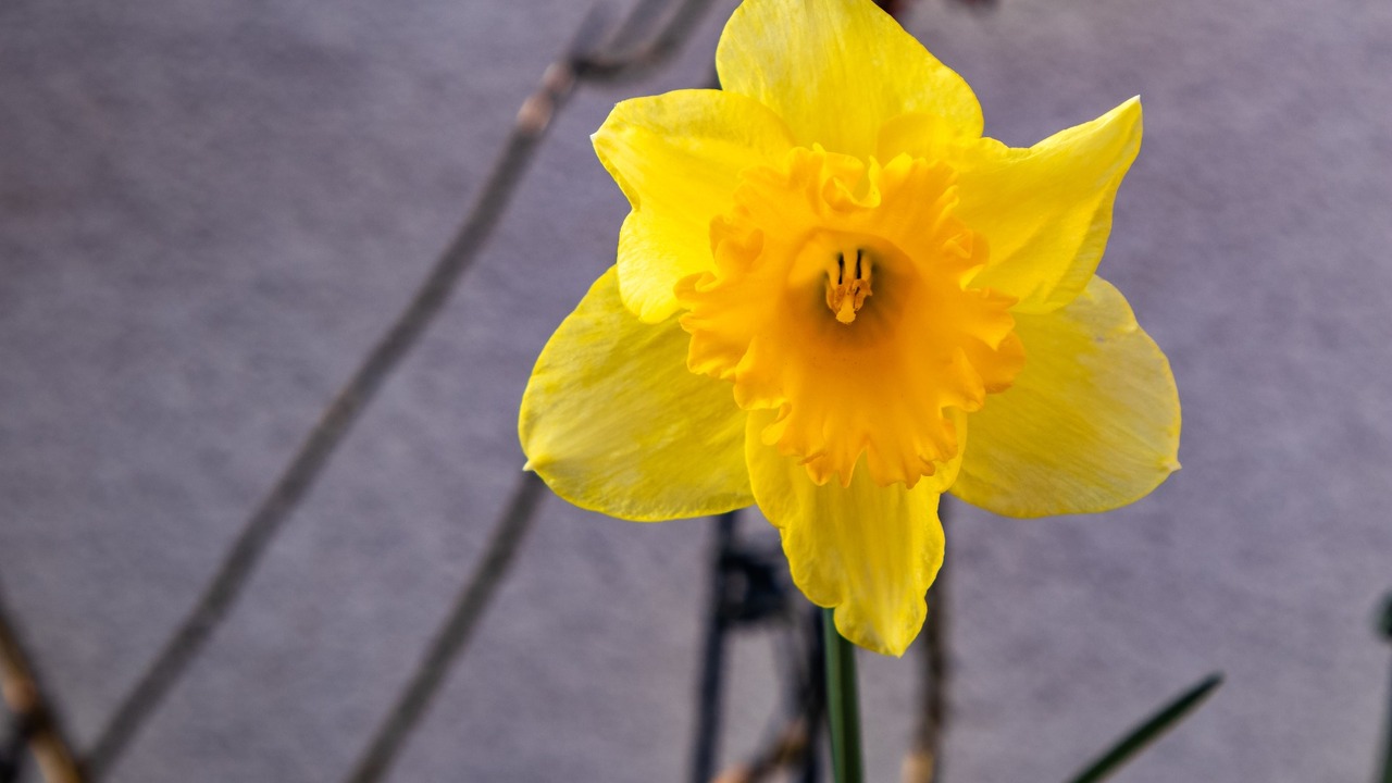 closeup-shot-yellow-narcissus-flower-with-concrete-background.jpg