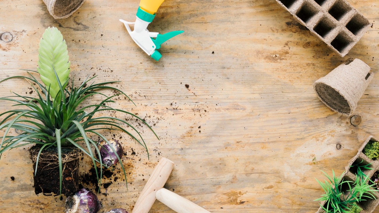 overhead-view-peat-tray-peat-pot-dibber-onion-plant-with-soil-brown-wooden-surface.jpg