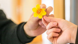 narcis deň narcisov