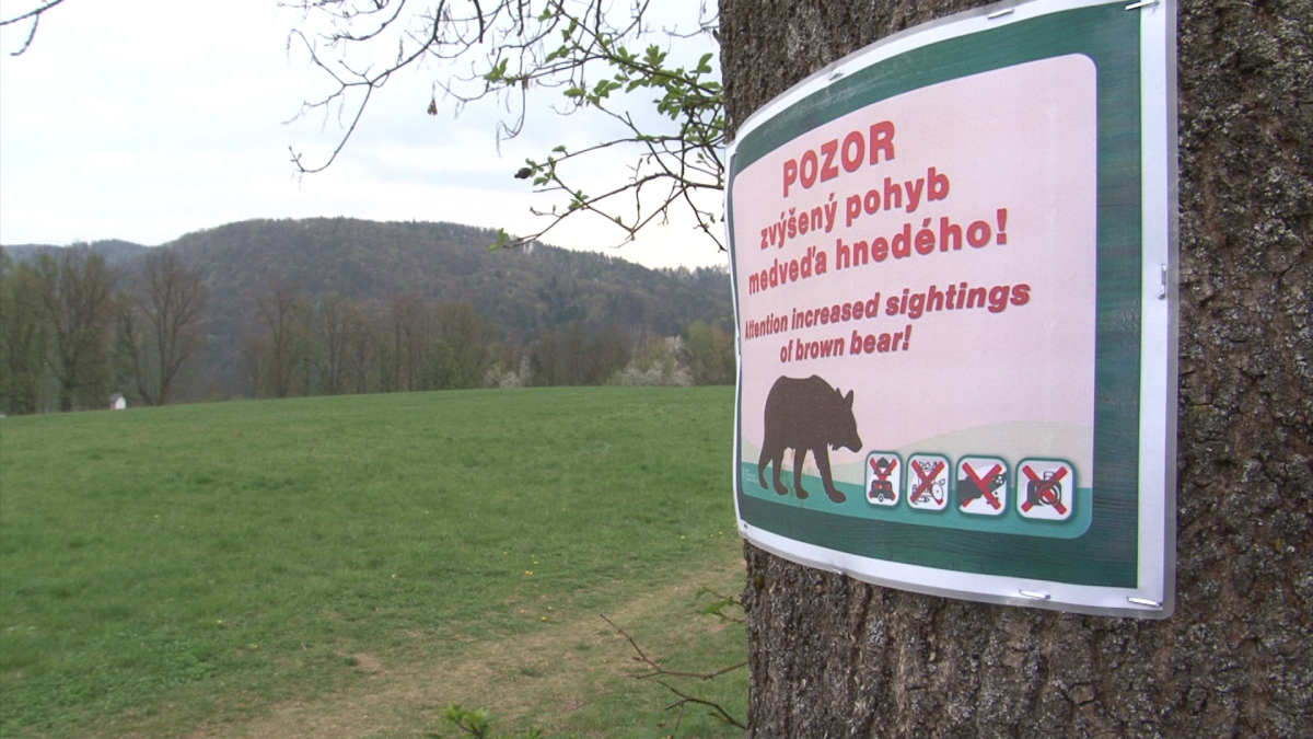 pozor medved na urpine