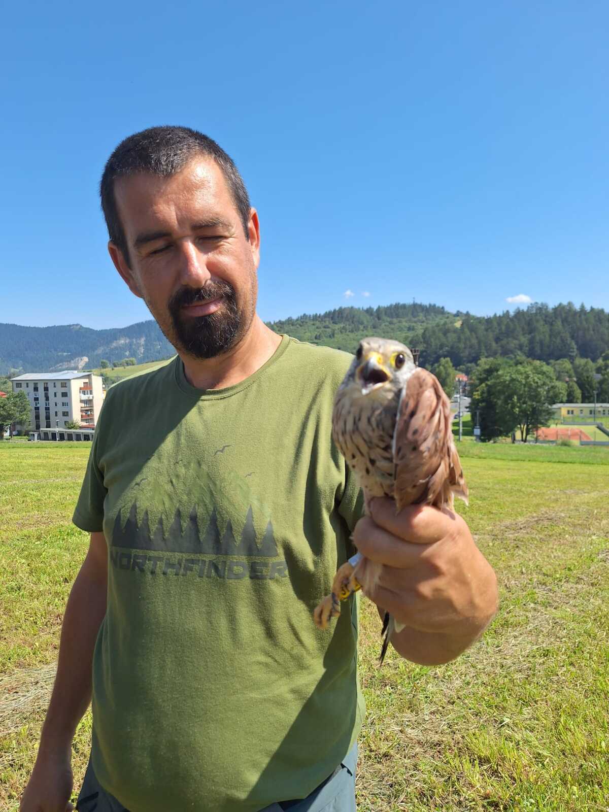 vladimir klc sokol mysiar