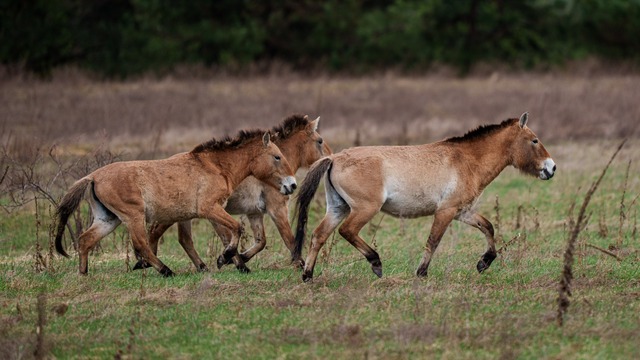 Kone Przewalskeho Černobyľ