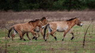 Černobyľ bez ľudí, no plný života. Príroda sa v zakázanej zóne prekvapivo obnovila, viac než radiácia ju ohrozuje vojna