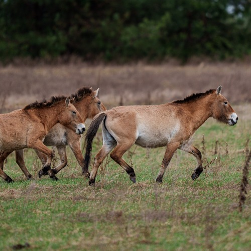 Kone Przewalskeho Černobyľ