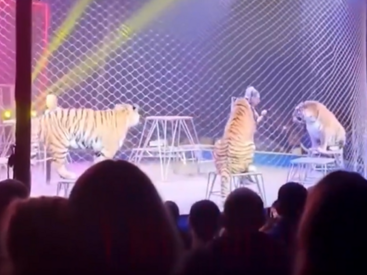 tiger Rusko
