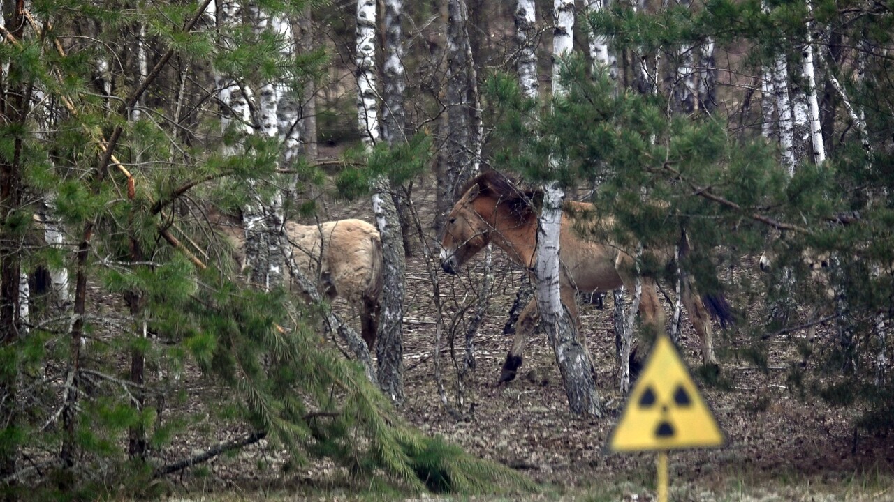 černobyl, príroda v černobyle
