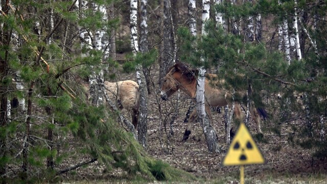 černobyl, príroda v černobyle