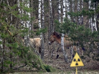 černobyl, príroda v černobyle