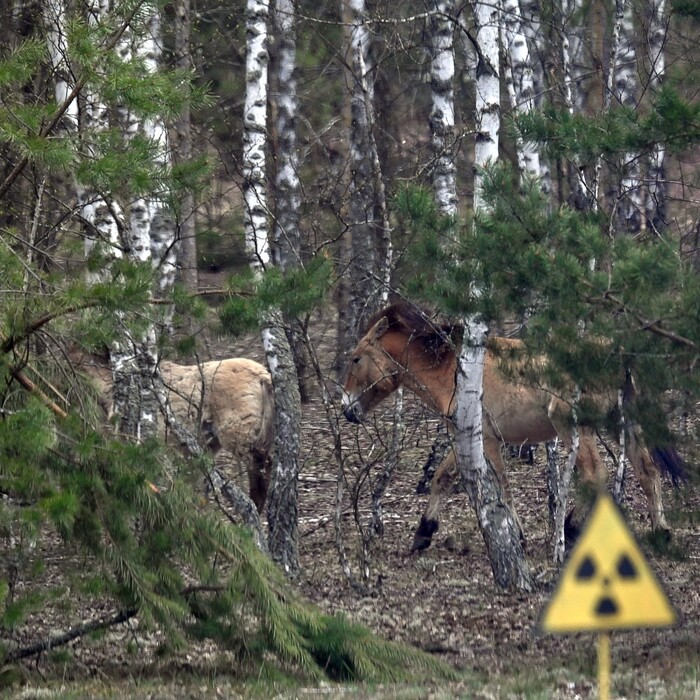 černobyl, príroda v černobyle