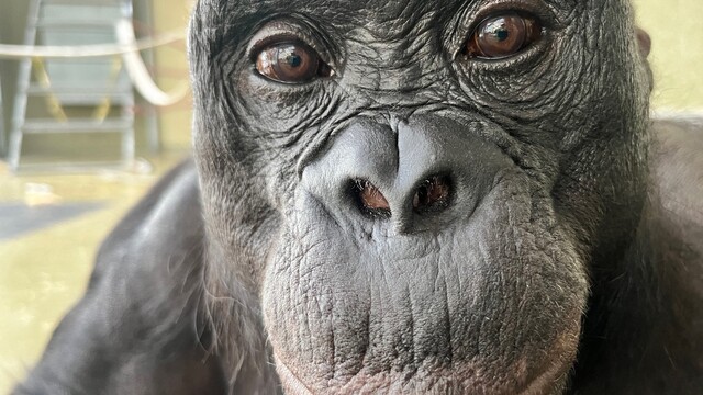 Bonobo Kanzi, šimpanz