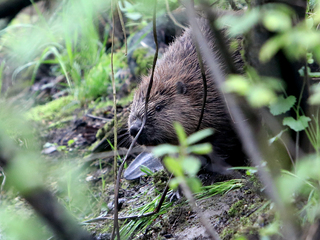 bobor