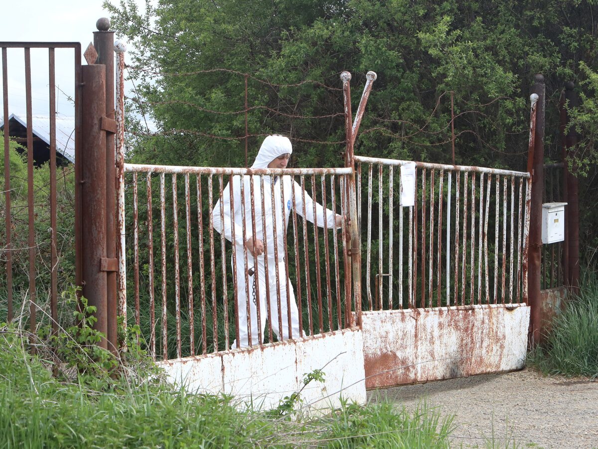 mor ošípaných