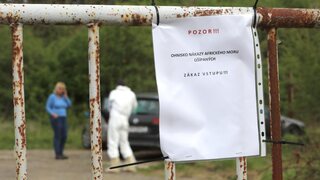 Africký mor ošípaných v Lovči: Pre okres Žiar nad Hronom vyhlásili mimoriadnu situáciu