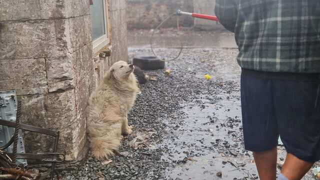 Veterinárna akcia v obci Svinia