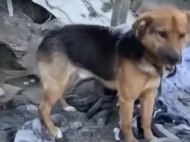 Susedia mu nosili jedlo a vodu, majiteľ podľa polície zlyhal. Za týranie psa mu hrozia až tri roky väzenia
