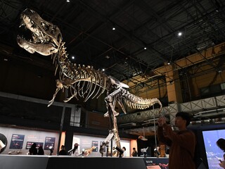 T-Rex