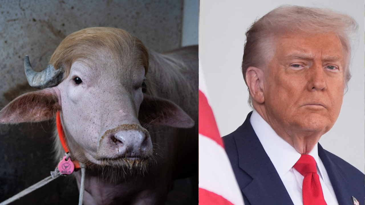 Byvol Donald Trump mal skončiť ako obeta, napokon dostal vlastný výbeh. Druhý je „nezbedný“ Netanjahu