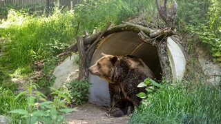 Bratislavská zoo prišla o svoju ikonu, zomrel medveď Felix. Pre zdravotné problémy musel podstúpiť eutanáziu