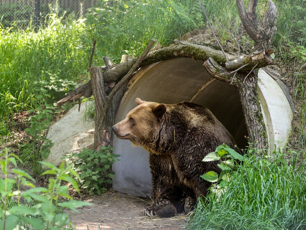 medved felix zo ZOO Bratislava