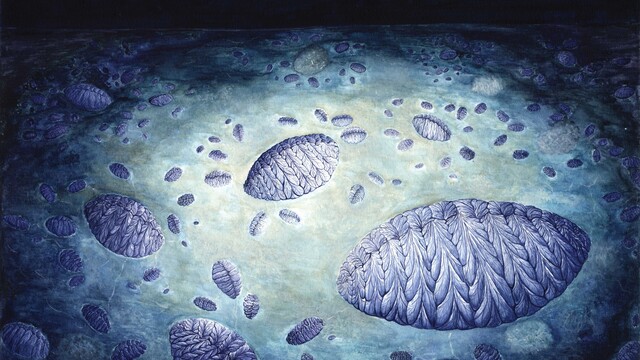 Fractofusus