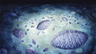 Fractofusus