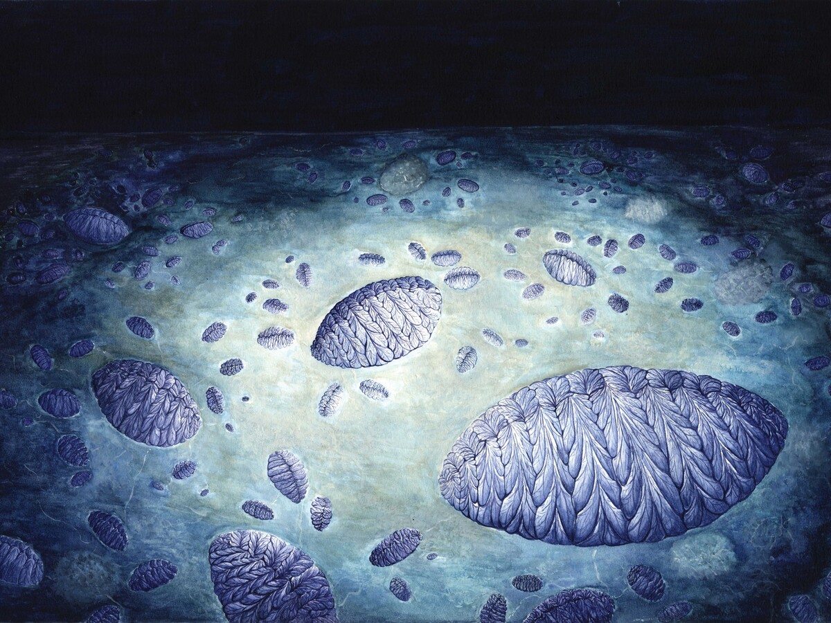Fractofusus