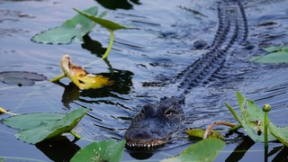 aligator florida