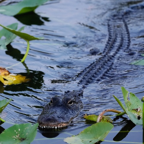 aligator florida