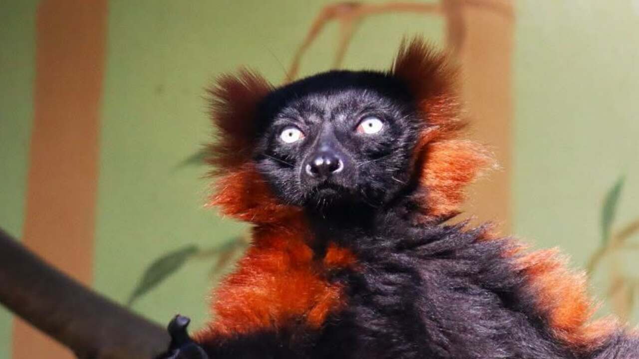 lemur, bojnice