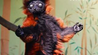 V bojnickej zoo ušiel lemur. Zviera sa nachádza v areáli, zamestnanci sa ho snažia bezpečne odchytiť